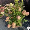 Hydrangea paniculata 'Magical Candle' - Aedhortensia 'Magical Candle' C2/2L